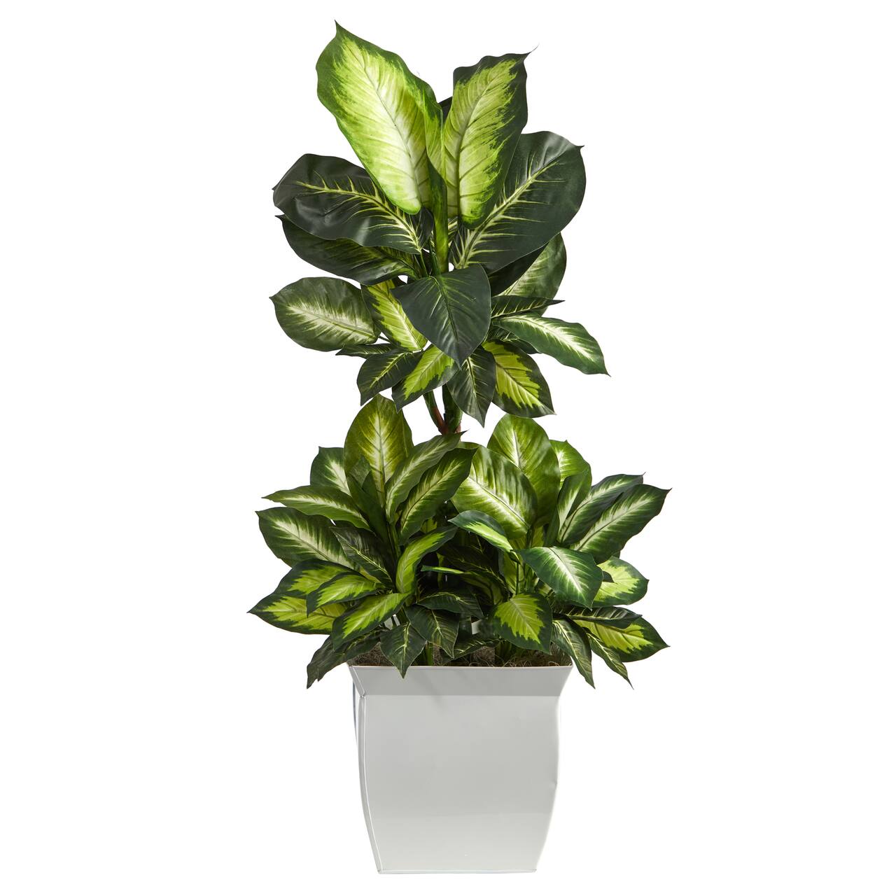 4ft. Golden Dumb Cane Plant in White Metal Planter